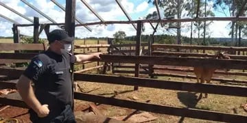 Comercializan bovinos robados en Tres Capones