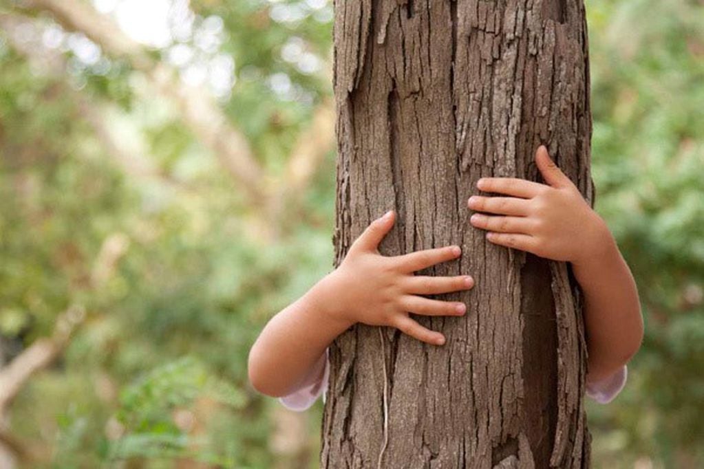 En el Día de la Pachamama: por qué es importante abrazar un árbol