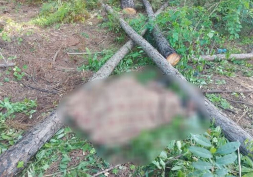 San Ignacio: trabajador rural falleció aplastado por un árbol.