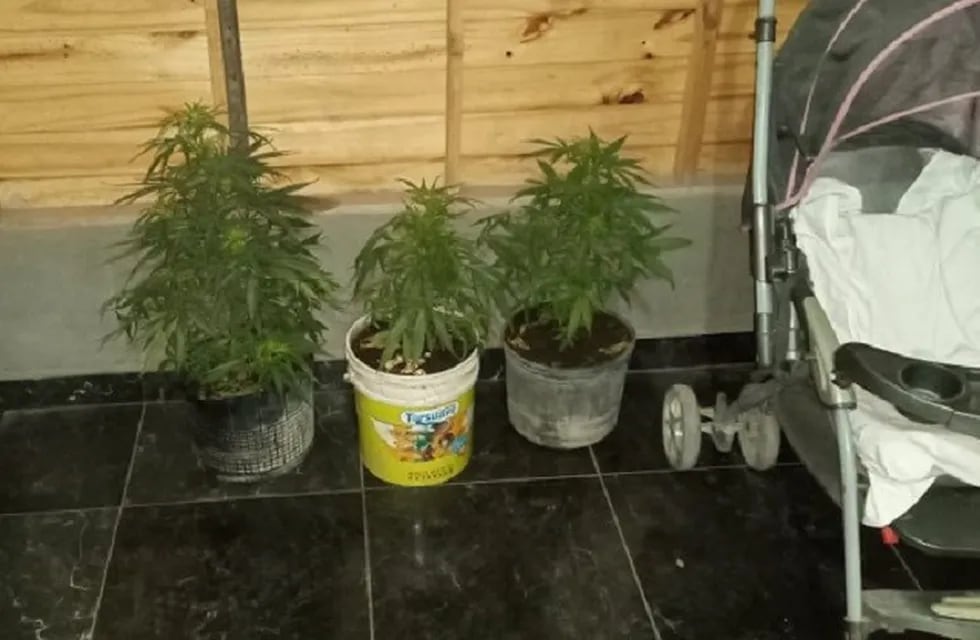 Yerba Buena: encuentran cinco plantas de marihuana en una vivienda. (SECPT)
