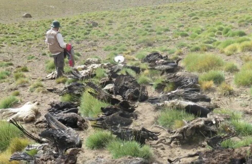 Fueron hallados 34 cóndores muertos en la localidad de Los Molles, Mendoza.