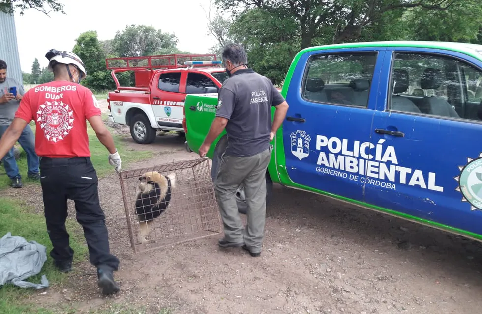 Rescate de oso melero en Córdoba. (Policía de Córdoba)