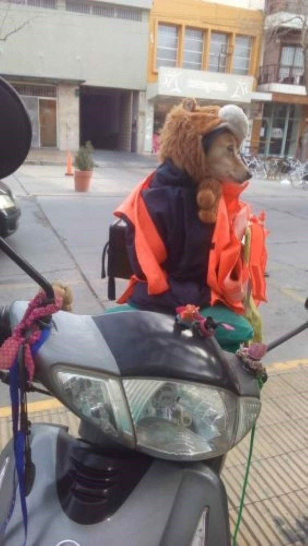 Renata es la perra sanjuanina que viaja en moto con su dueña.