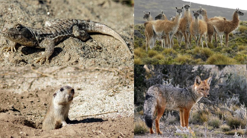 Reptiles, roedores, guanacos y zorros, entre otros, afectados por incendios en los cerros de Mendoza.