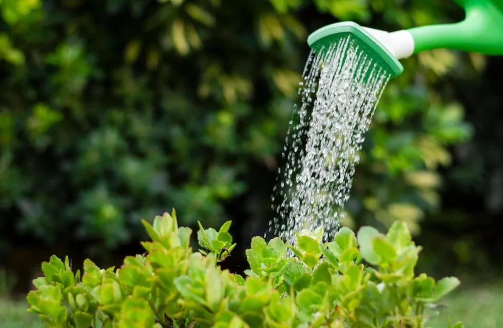 El momento ideal del día para hidratar a las plantas del hogar o la oficina es entre las 10 y las 12 horas. (Aguas Cordobesas)