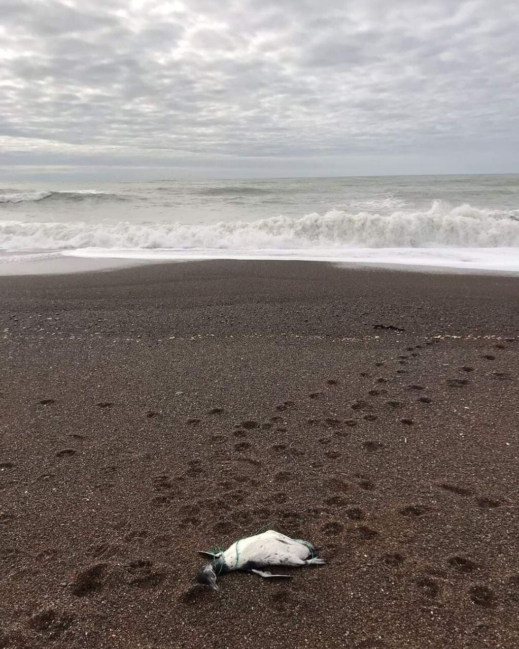Pingüinos sin vida en Playa Unión.