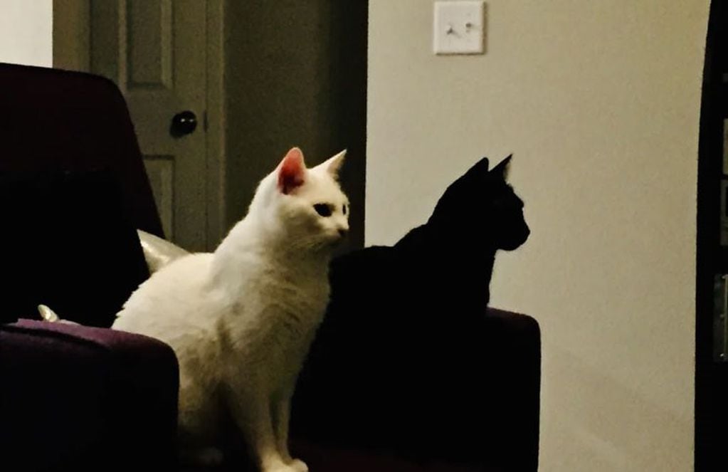 Dos gatos sin sombra.