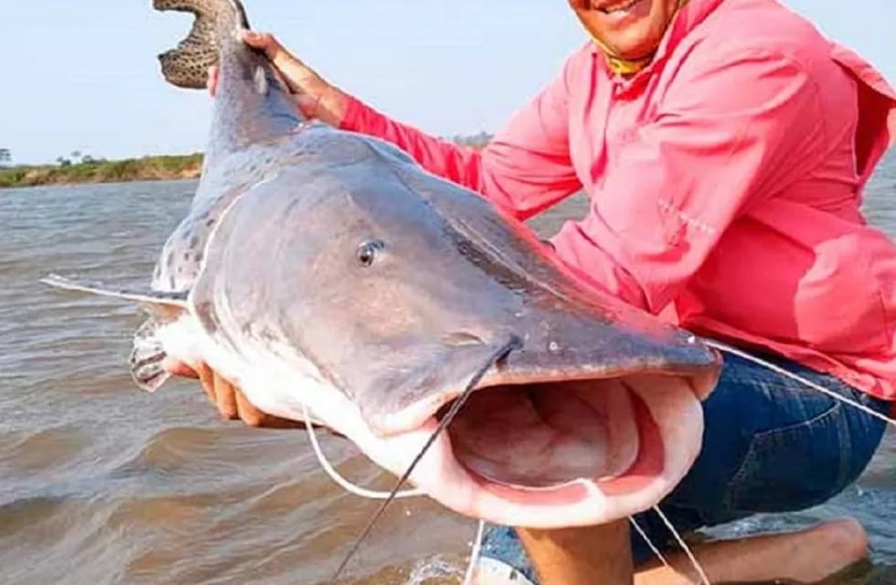 Pescaron más de 10 surubíes y se grabaron: la pesca de este ejemplar está vedada en Chaco (Imagen ilustrativa)
