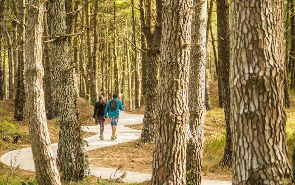 En la costa reinan los pinos. (Pinamar Turismo)