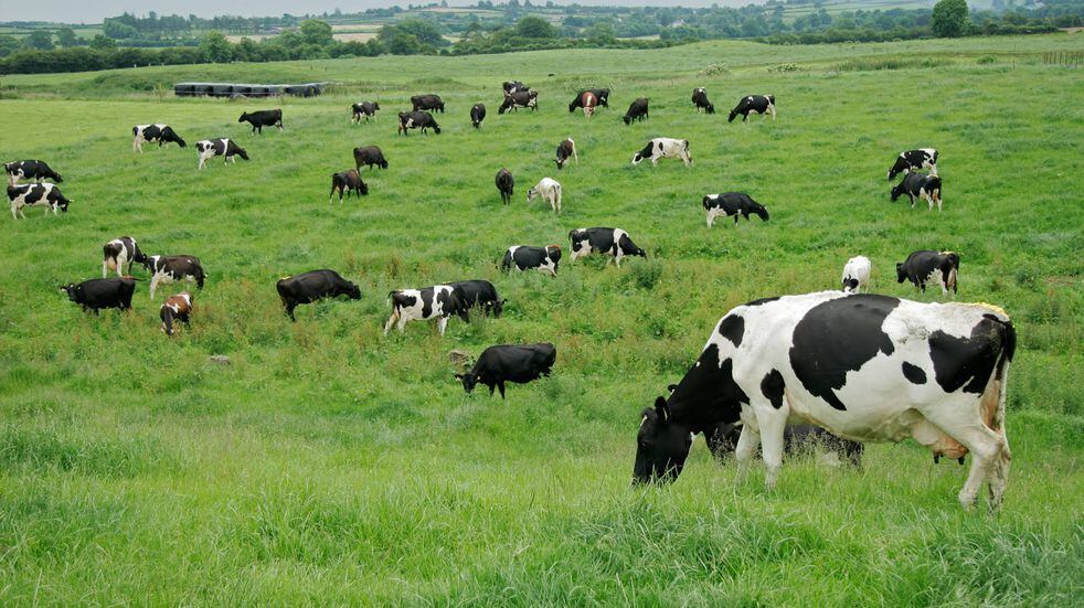 Vacas comiendo en parcelas de pasto en invierno