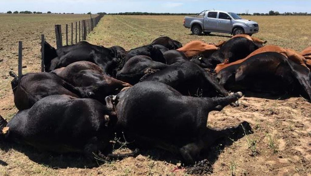 Vacas muertas en La Pampa (web)