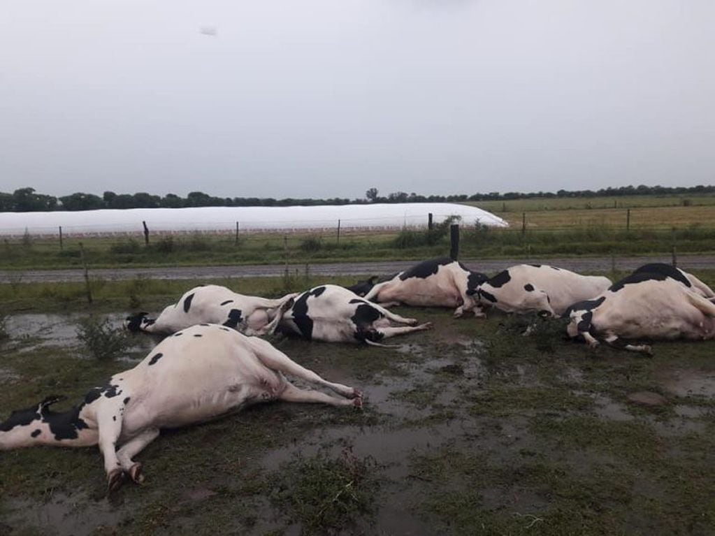 Vacas muertas en un campo de Rafaela (web)