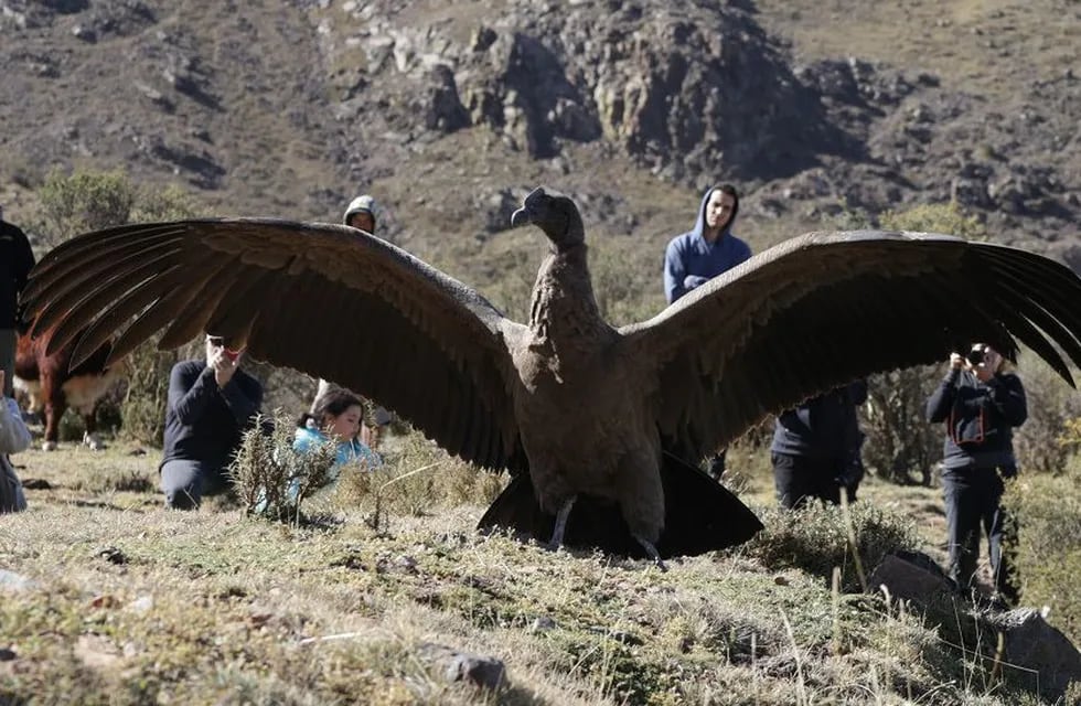 Cóndor, el ave venerada en Mendoza y toda la cordillera de los Andes.