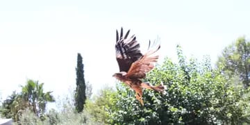 Liberaron aves rapaces