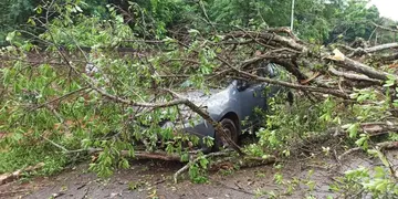 Un herido leve tras la caída de un árbol sobre un vehículo y una moto en Puerto Iguazú