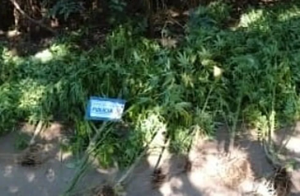 Se secuestraron 80 plantas de cannabis sativa en Río Ceballos.