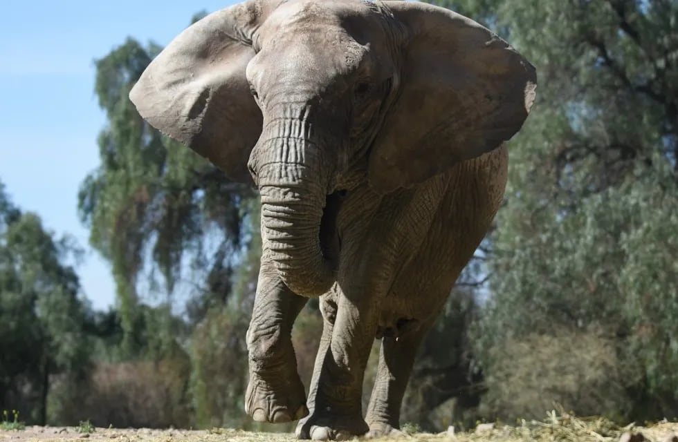 La elefanta Kenya se trasladará al Santuario de Brasil. Foto: Gobierno de Mendoza.