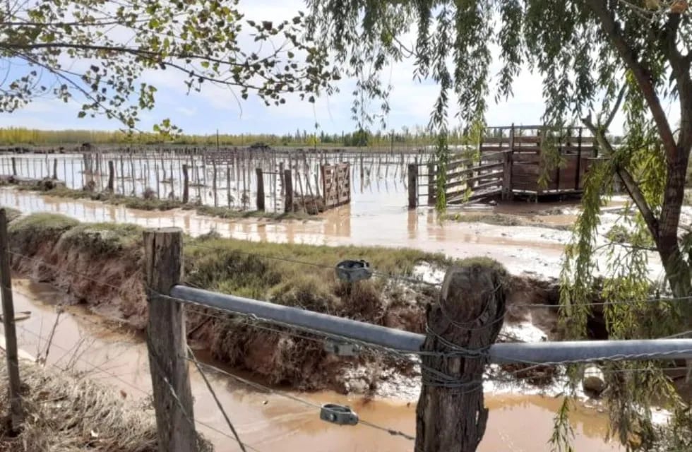 La tormenta del 20 de abril provocó inundaciones en la zona de Colonia Española y animales murieron ahogados bajo el agua o el barro.