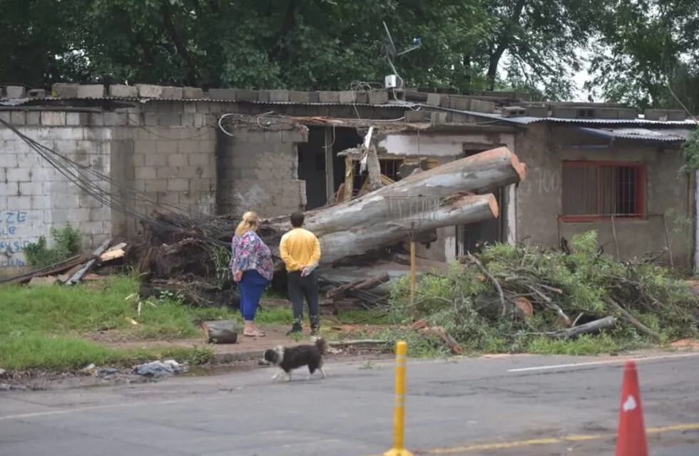 Cayó un árbol durante la tormenta en Cerveceros.