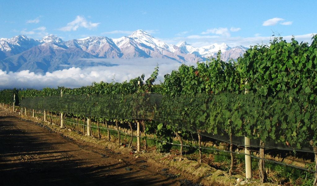 La tierra mendocina es ideal para producir la varietal del Malbec. Imagen gentileza de Bodega Casir dos Santos, de sus viñedos ubicados en el Valle de Uco.