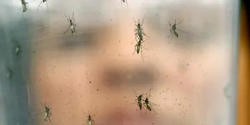 Mosquitos Córdoba.  (AP)