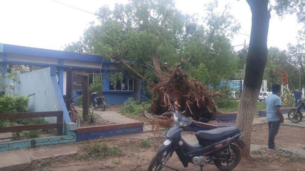 El temporal tiró árboles en Pampa del Infierno.
