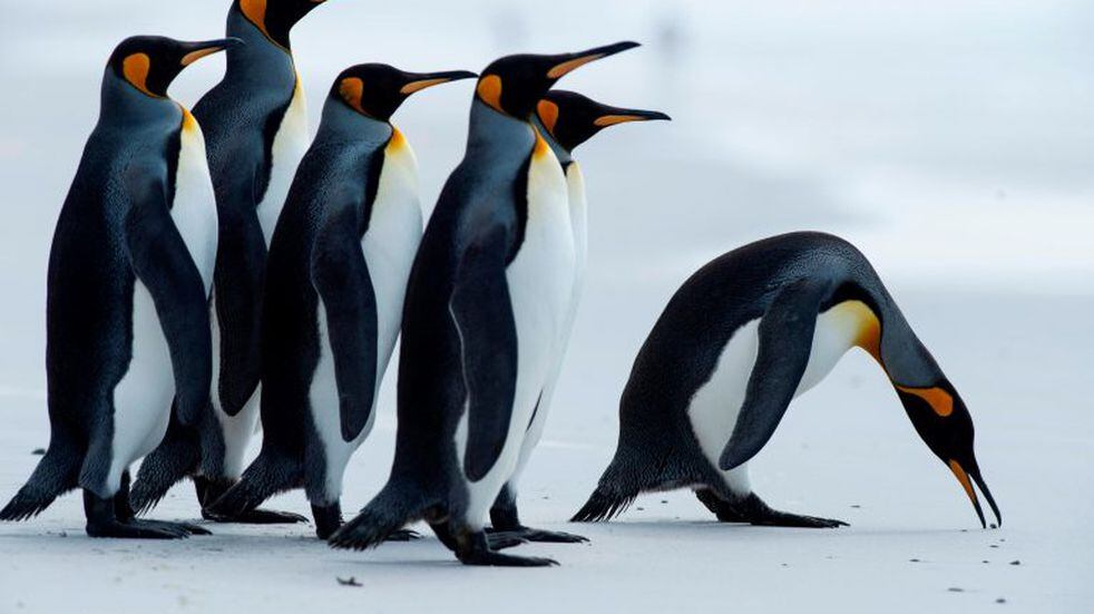 Malvinas tiene una increíble biodiversidad, con más de 25 especies de ballenas y delfines y cinco especies de pinguinos. Fotos de Pablo Porciuncula Brune / AFP