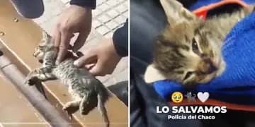 gatito salvado