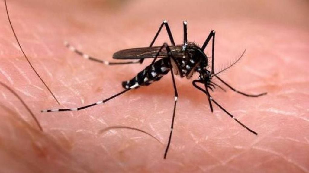 Mosquitos: cuatro opciones caseras y muy económicas para combatirlos 