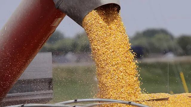 La Argentina está perdiendo la oportunidad que brinda un mercado mundial de maíz muy demandante (La Voz).