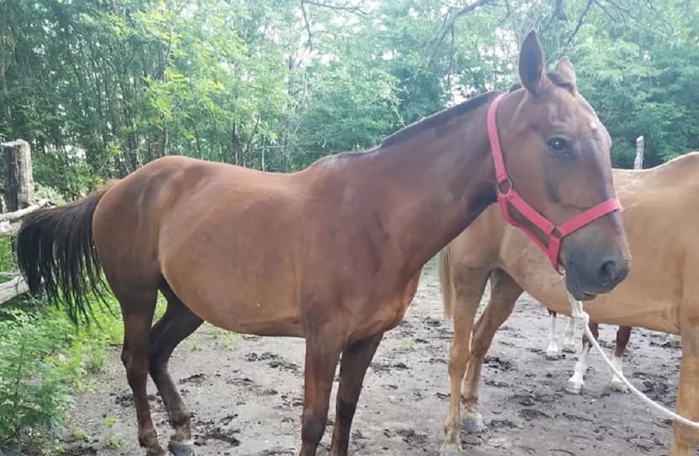 En Anisacate, le robaron cuatro caballos y pide ayuda.