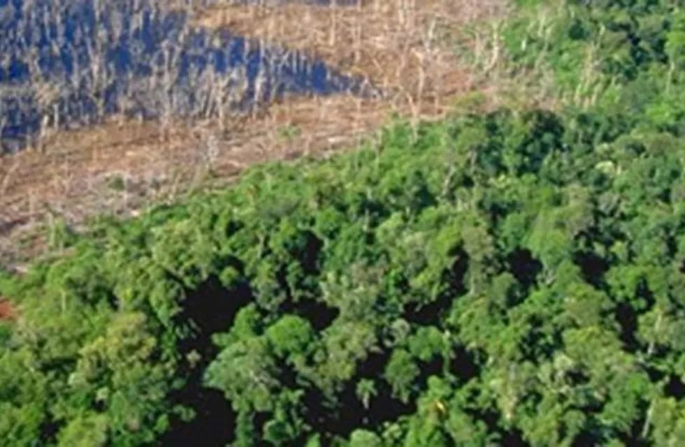 Formosa debe rendir cuentas por casi 50 millones de pesos en concepto del Fondo para la Conservación de Bosques Nativos a Nación. (Web)