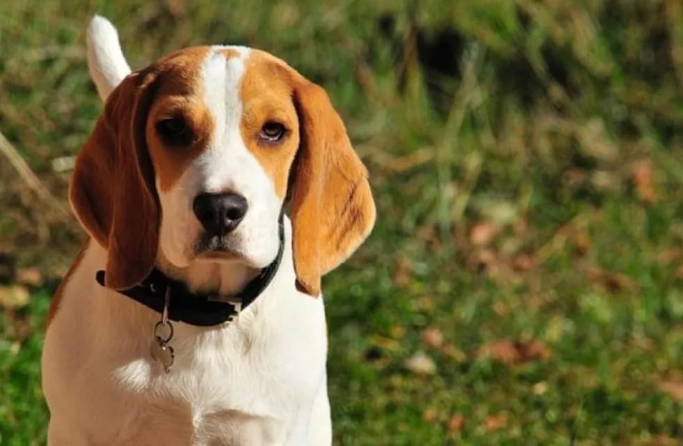 Beagle: Fotografía web.
