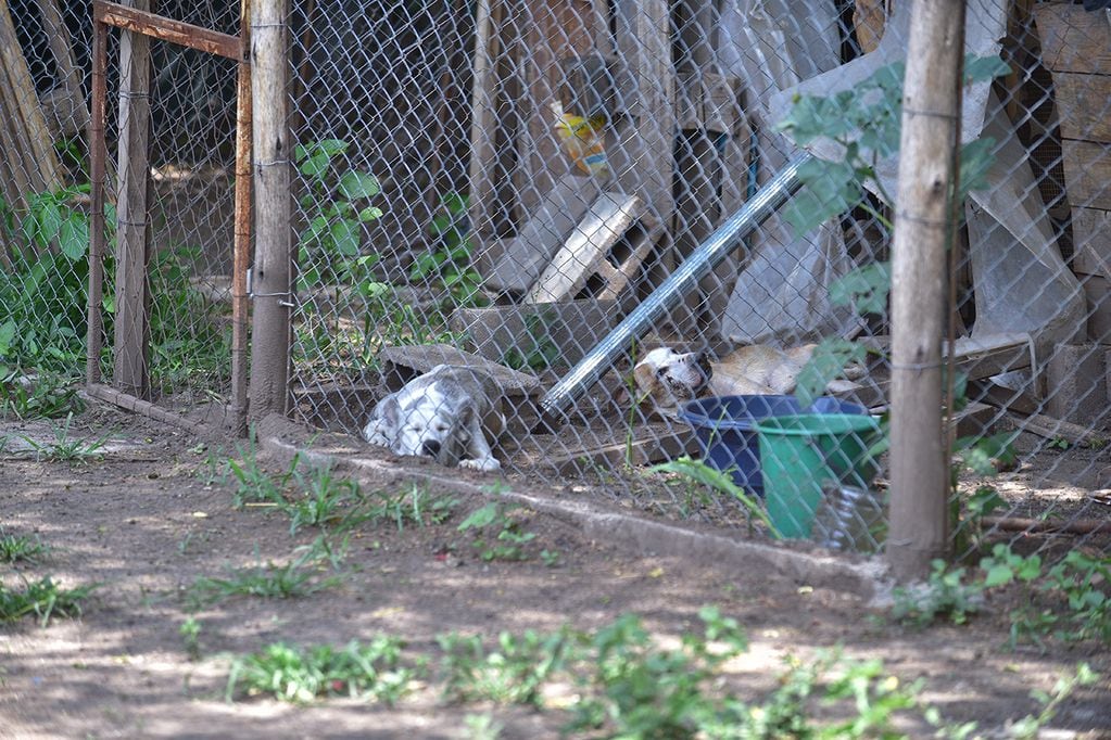 Un perro de raza pitbull atacó a su dueña en la ciudad cordobesa de Alta Gracia. Casa donde un pitbull ataco a su dueña.