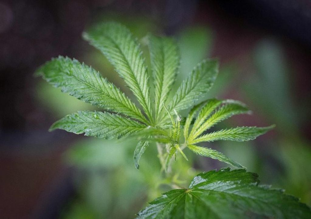 (FILES) In this file photo taken on April 19, 2017 a marijuana plant is seen in a greenhouse in Mendocino County, California. - Coca-Cola said on September 17, 2018 it is studying the use of a key ingredient in marijuana in "wellness beverages," as a growing number of mainstream companies develop cannabis-infused drinks. "We have no interest in marijuana or cannabis," Coca-Cola said in a statement. But iconic soft drink producer is "closely watching the growth of non-psychoactive CBD (cannabidiol) as an ingredient in functional wellness beverages around the world." (Photo by Josh Edelson / AFP) eeuu  planta droga marihuana marihuana droga plantacion