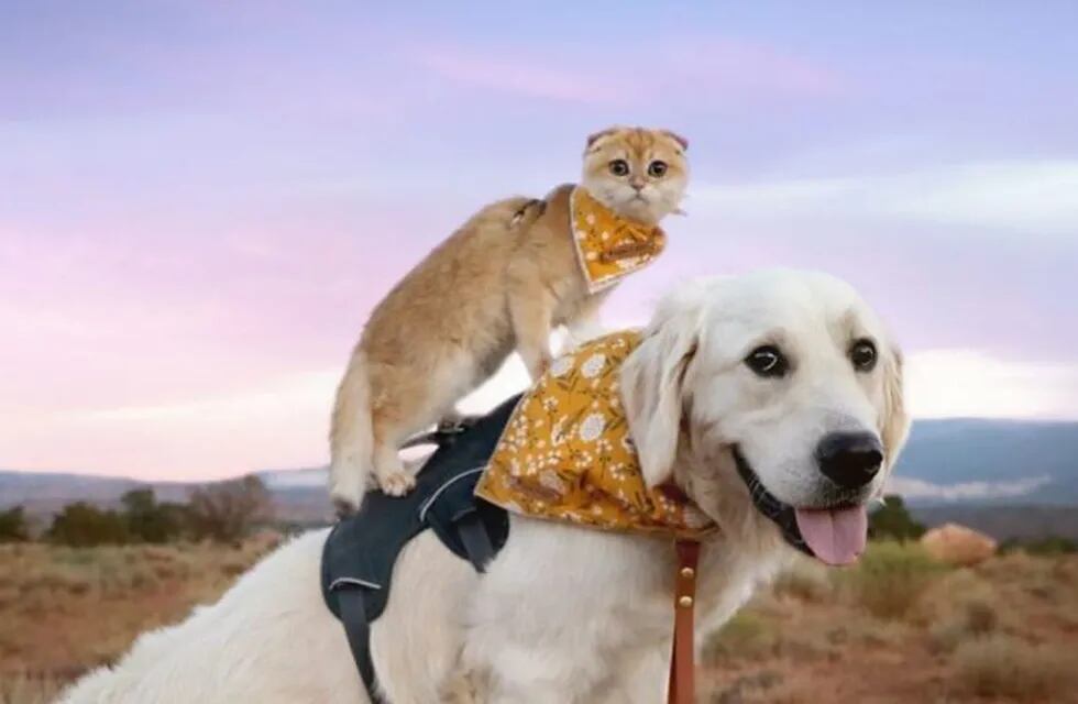 perros y gatos