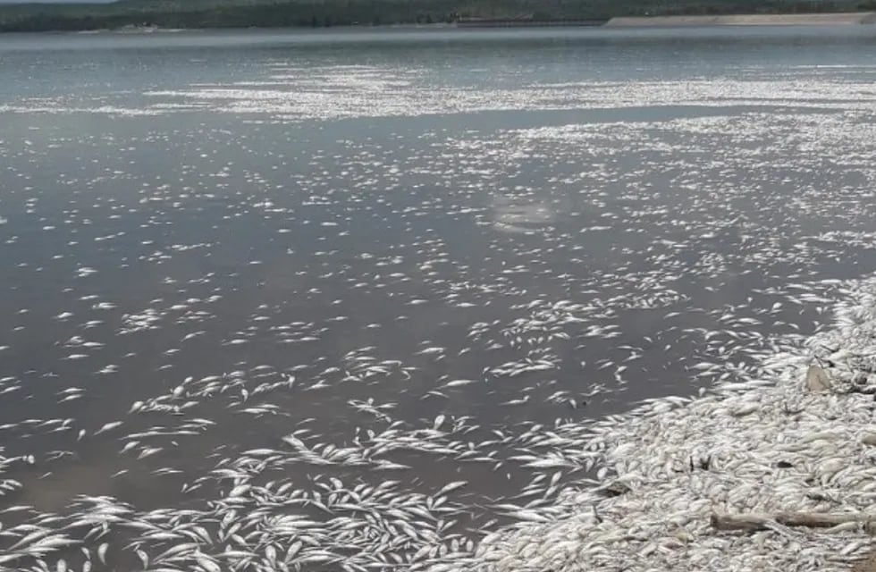 Debido a la ola de calor, miles de peces murieron en el dique Cruz del Eje.