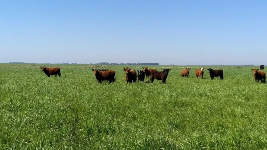 La Pampa es reconocida por la calidad de su ganadería bovina (ruralnet.com.ar)