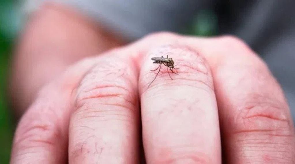 La aparición de casos de dengue en países vecinos preocupa a especialistas. (Web).