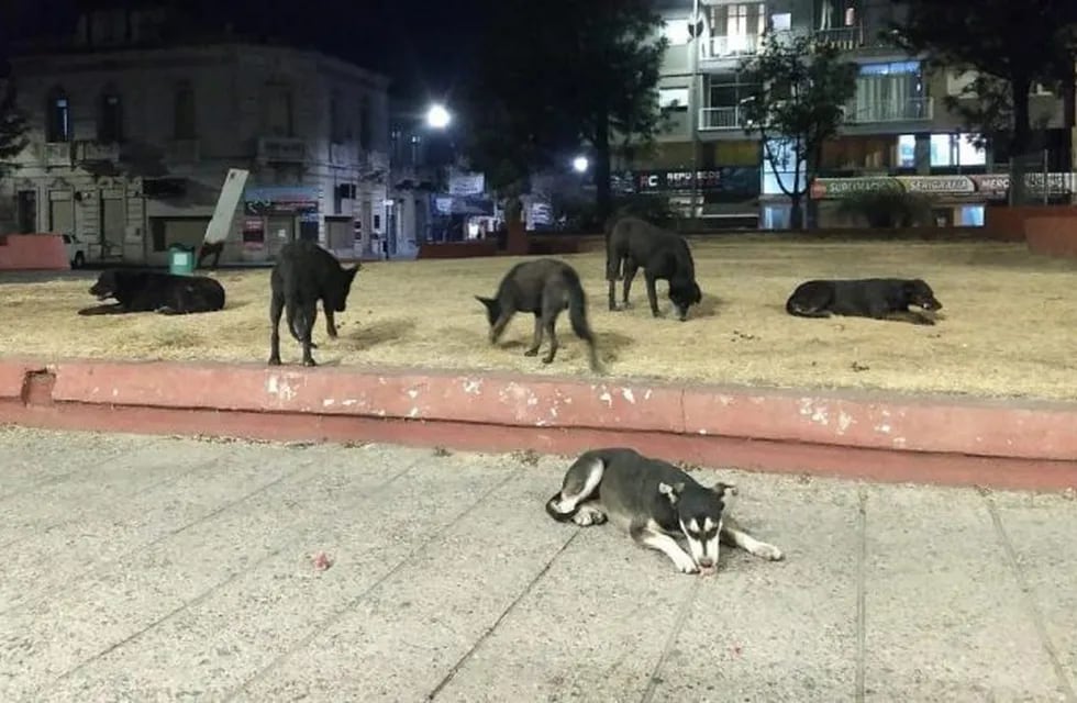 Perros de La Tablada Córdoba
