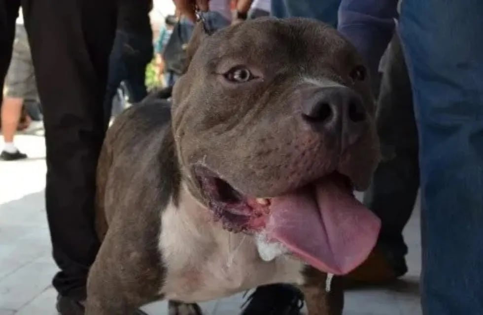 Un perro de raza pitbull mordió a una niña de dos años, que debió ser hospitalizada (archivo La Voz).