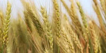 Estrategias para optimizar el cultivo del trigo