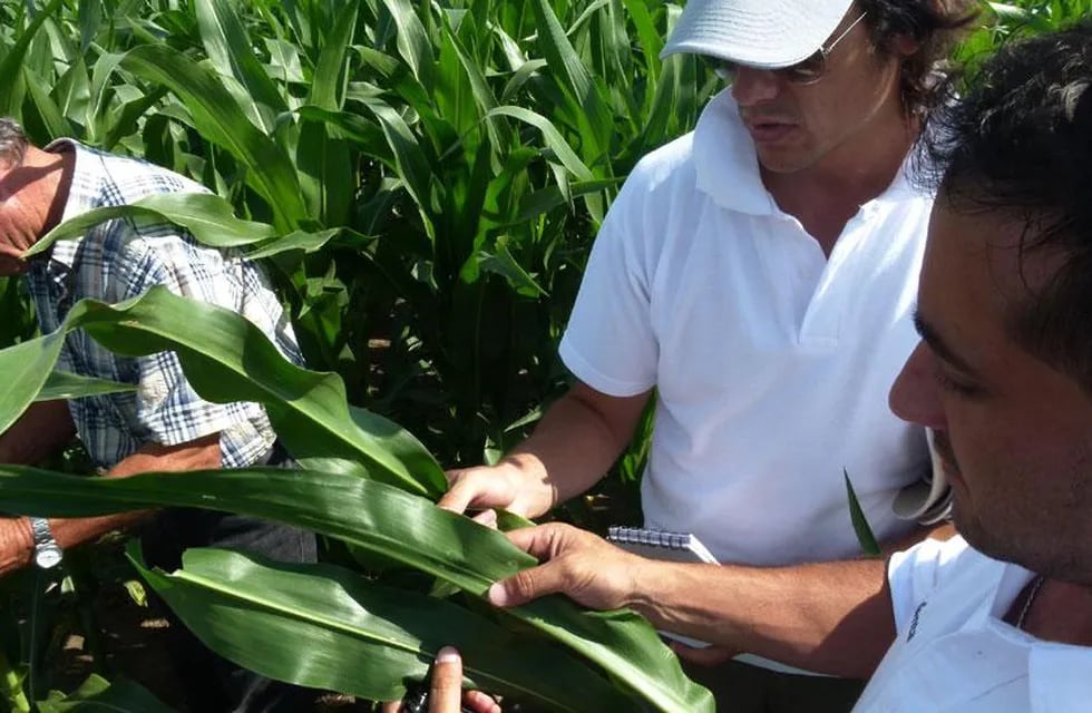 Recorrida de productores para reconocer la presencia de gusano cogollero en un lote de maíz (Prensa Syngenta)