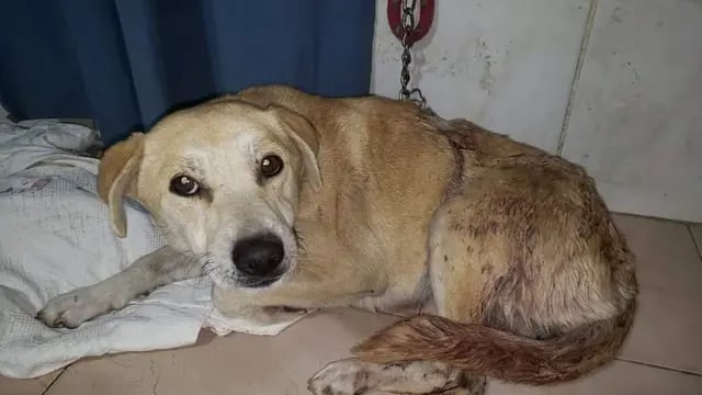 Branca, la perrita que fue atacada por un vecino en Tunuyán.