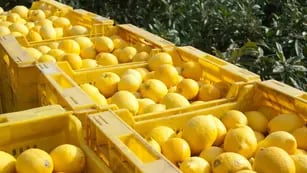Productores correntinos afectados por la falta de gasoil decidieron descartar sus limones