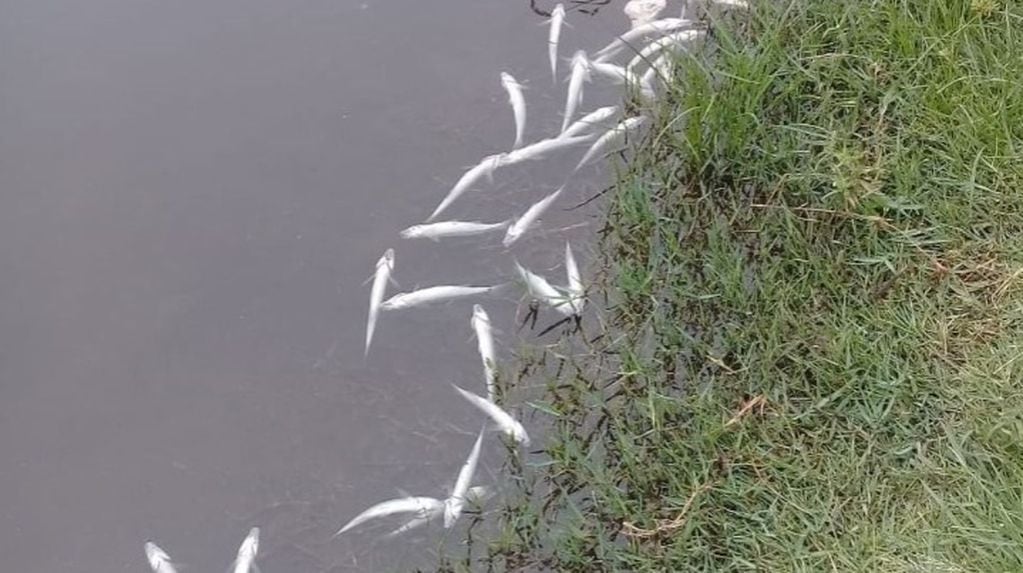 Aparecieron peces muertos en el Dique San Agustín y preocupa a los vecinos.