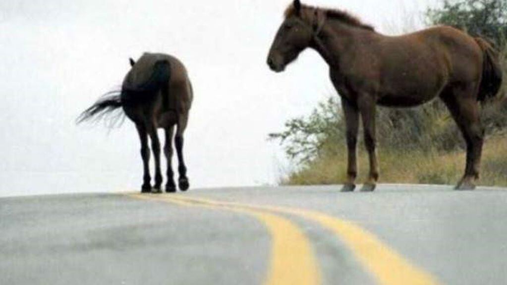Es frecuente la presencia de caballos sueltos que ponen en peligro el tránsito vehicular (fotografía ilustrativa) (Vía País)