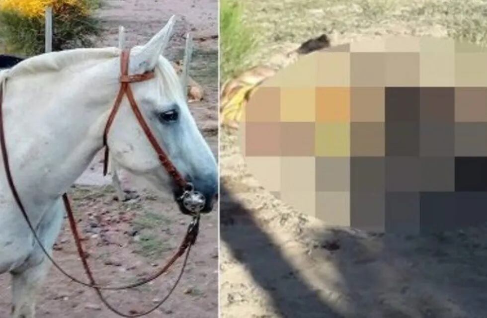 Una familia de Rivadavia encontró sus cuatro caballos descuartizados, uno era \