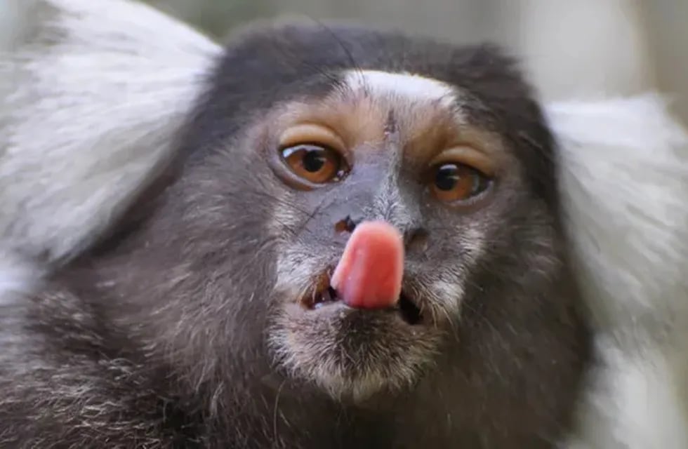 Se robaron un mono tití del Bioparque de La Plata.