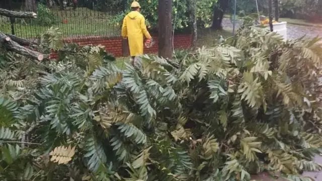 Interrupción masiva de energía en Montecarlo tras la caída de un árbol en línea de tendido eléctrico